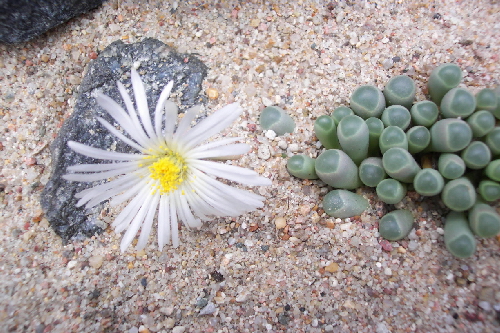 fenestraria rhopalophylla kw.